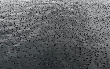 İstanbul Boğazı’nda Çiftleşme Dönemi: Karabataklar Göz Kamaştırıyor