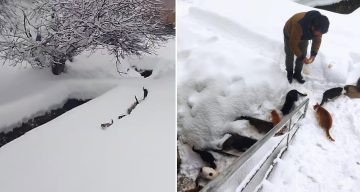 Kastamonu Köyünde Kedilerin Kar Üzerindeki Sevimli Yürüyüşü
