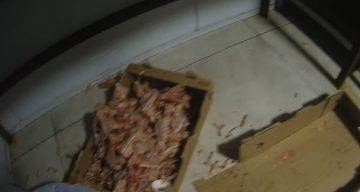 Kocaeli Çayırova’da Ruhsatsız Tavuk Parçalama Tesisi Mühürlendi