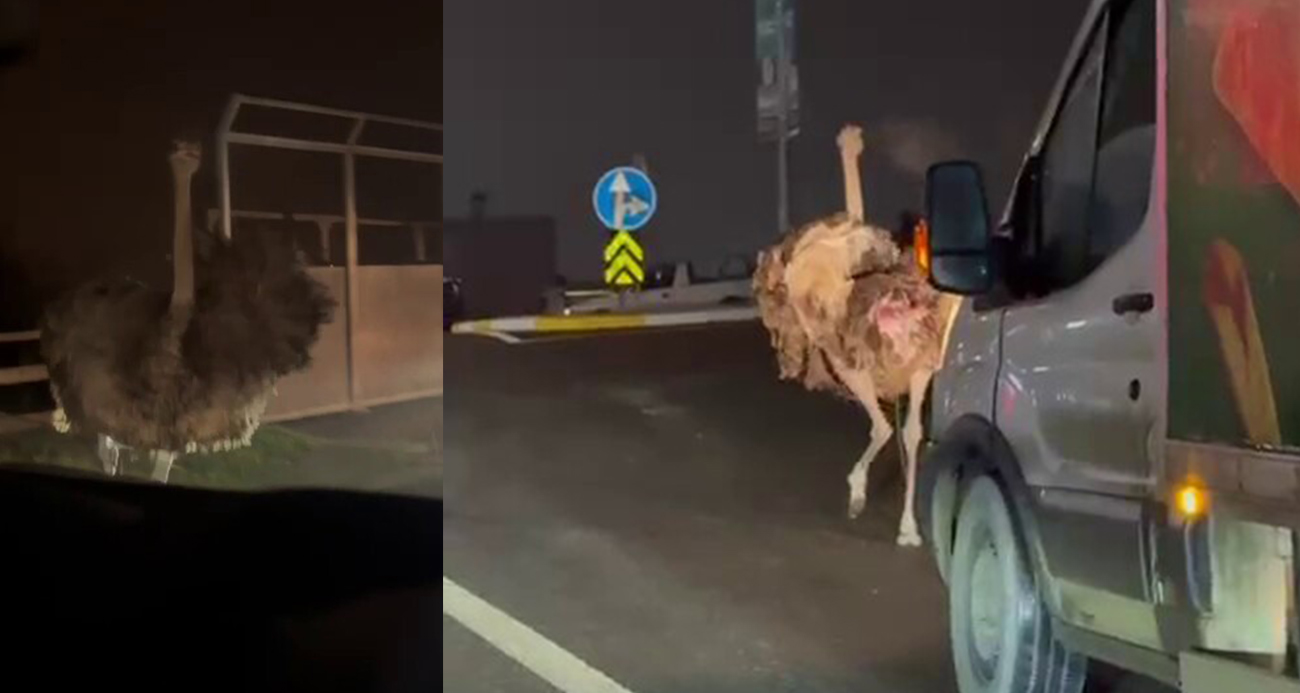 Sakarya Arifiye’de Deve Kuşu Trafiği Felç Etti