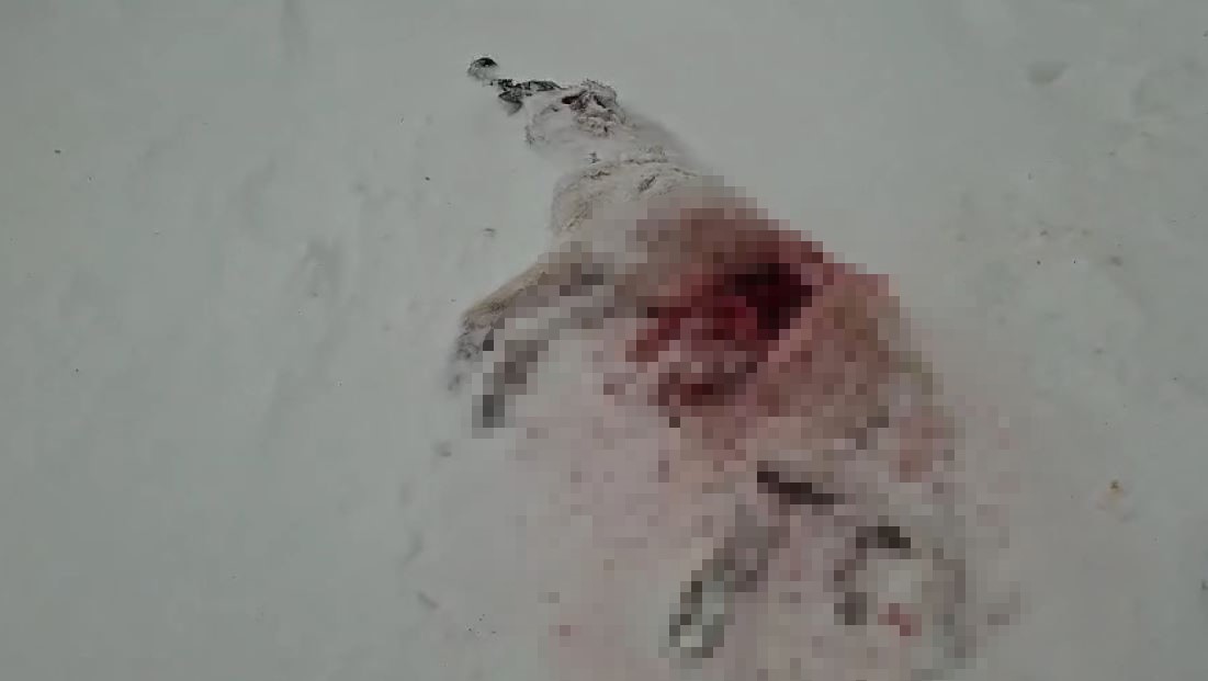 Sivas Altınyayla’da Aç Kurtların Köye İnişi Tedirginlik Yarattı