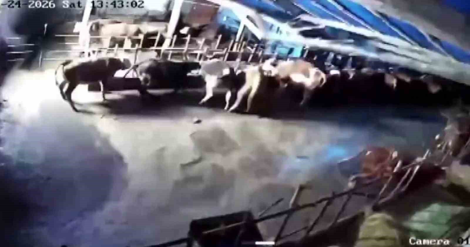 Sivas Altınyayla’da Ahır Çökmesi Felaketi