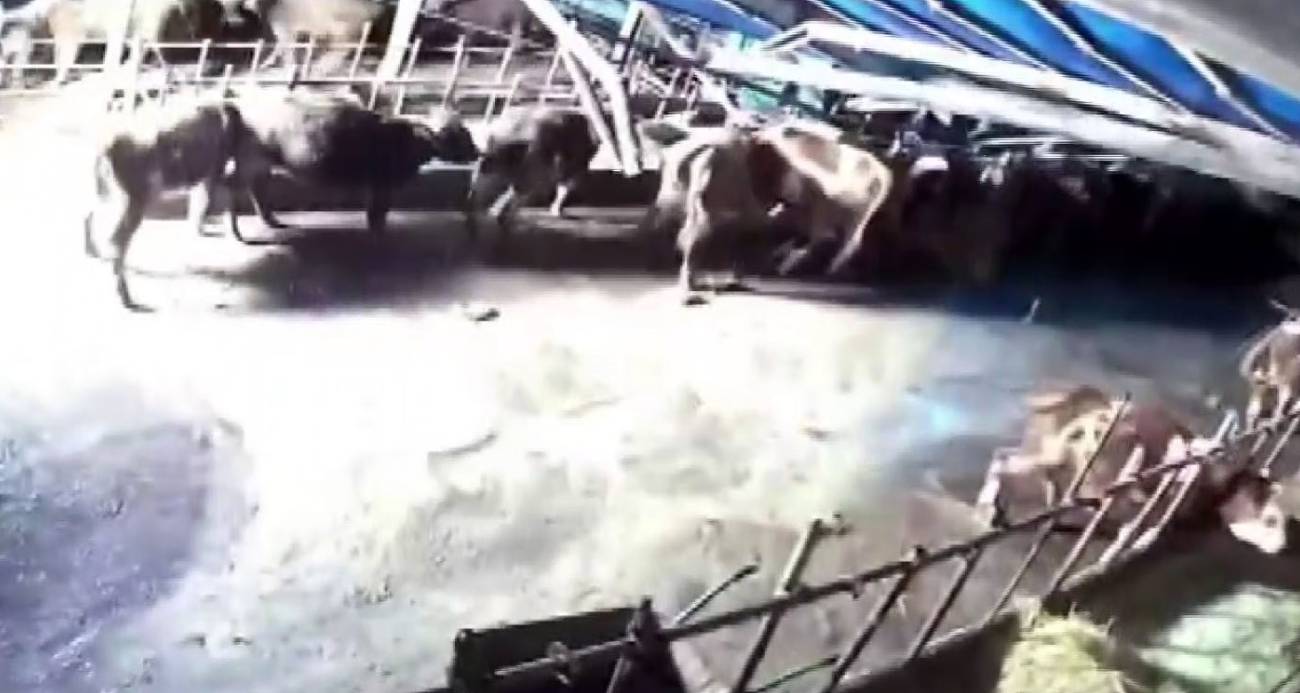 Sivas Altınyayla’da Kar Yükü Ahırın Çökmesine Neden Oldu