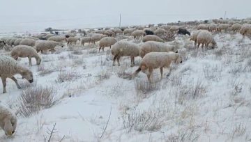 Sivas’ın Karlı Yaylalarında Bir Çobanın Türküsü