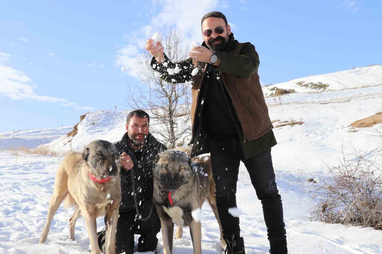 Sivas’ta Kar Sevinci: Kangal Köpekleri Kışın Gelmesiyle Canlandı
