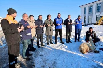 Sivas’ta Kar Yağışı Şükranla Karşılandı: Şükür Koyunu Kesildi