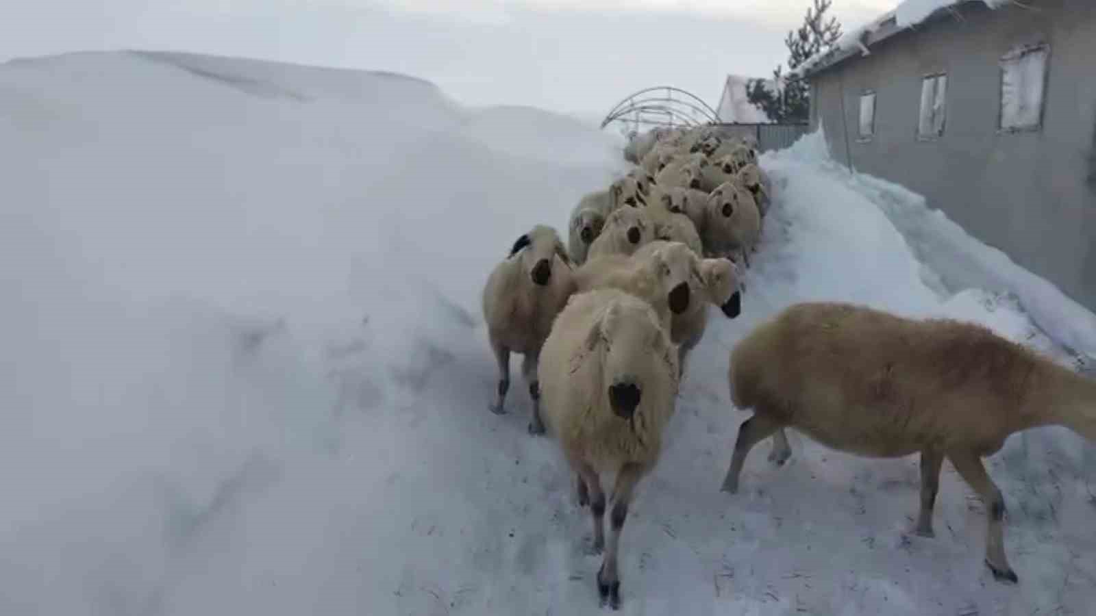 Sivas’ta Karın Yüksekliği 2 Metreyi Aştı, Hayvancılık Yapanlar Zor Durumda