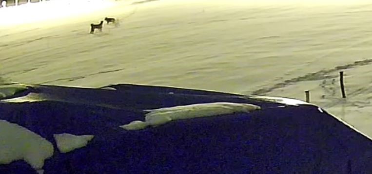 Sivas’ta Kurtların Saldırısına Uğrayan Köpek Hayatını Kaybetti