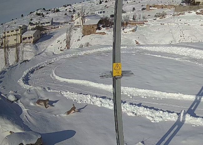 Sivas’ta Vaşak Avı Kamerada: Doğanın Döngüsü İmranlı Köyünde Gözler Önüne Serildi