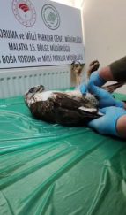 Sivas’ta Yaralı Şahin, Sağlığına Kavuşup Doğaya Geri Döndü