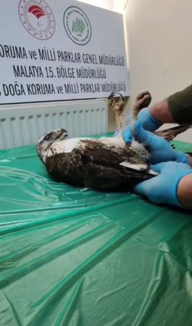 Sivas’ta Yaralı Şahin, Sağlığına Kavuşup Doğaya Geri Döndü