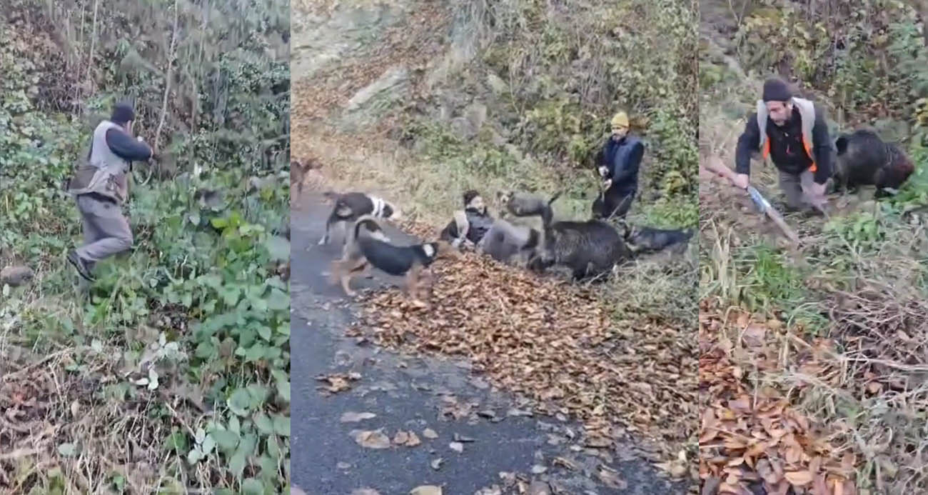 Trabzon’da Avcıya Domuz Saldırısı: Arkadaşları Müdahale Etti