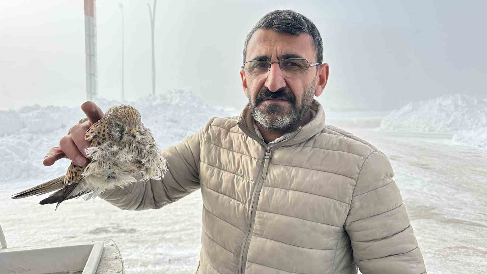 Yüksekova’da Donmuş Bir Kuşla Karşılaşma: Kışın Acı Yüzü