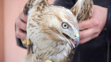 Zara’da Bitkin Kızıl Şahin Kurtarıldı