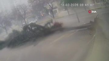 Adana’da Şiddetli Rüzgar Ağaçları Yerinden Söktü