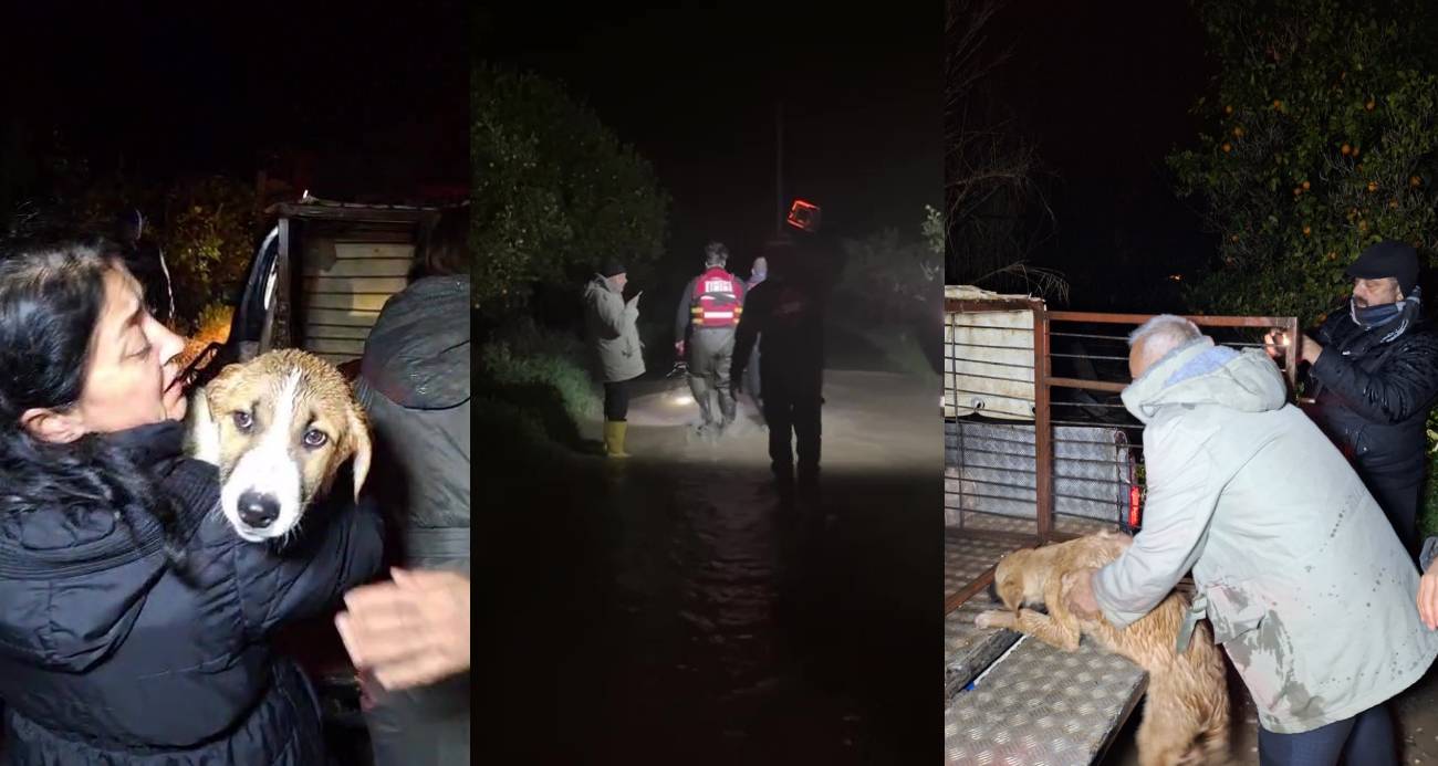 Antalya’da Sel Felaketinden Kurtarılan Köpeklerin Hikayesi