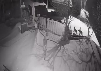 Artvin Şavşat’ta Aç Kurtlar Yerleşim Bölgesinde Görüldü