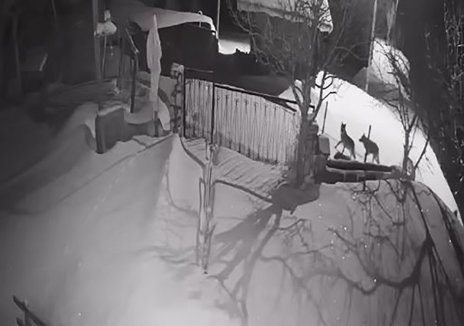 Artvin Şavşat’ta Aç Kurtlar Yerleşim Bölgesinde Görüldü