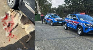 Bodrum’da İki Köpek, Tavuklarına Saldırdığı İçin Vuruldu: İşletmeci Tutuklandı