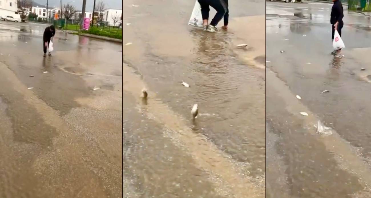 Bodrum’da Yağmur Sürprizi: Göletteki Balıklar Asfalta Karıştı