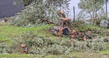 Eski CHP İlçe Başkanına Zeytin Ağaçlarını Kesme Cezası