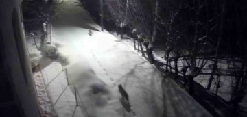 Gürün’de Kurt İstilası: Mahalleye İnen Kurtlar Güvenlik Kamerasında