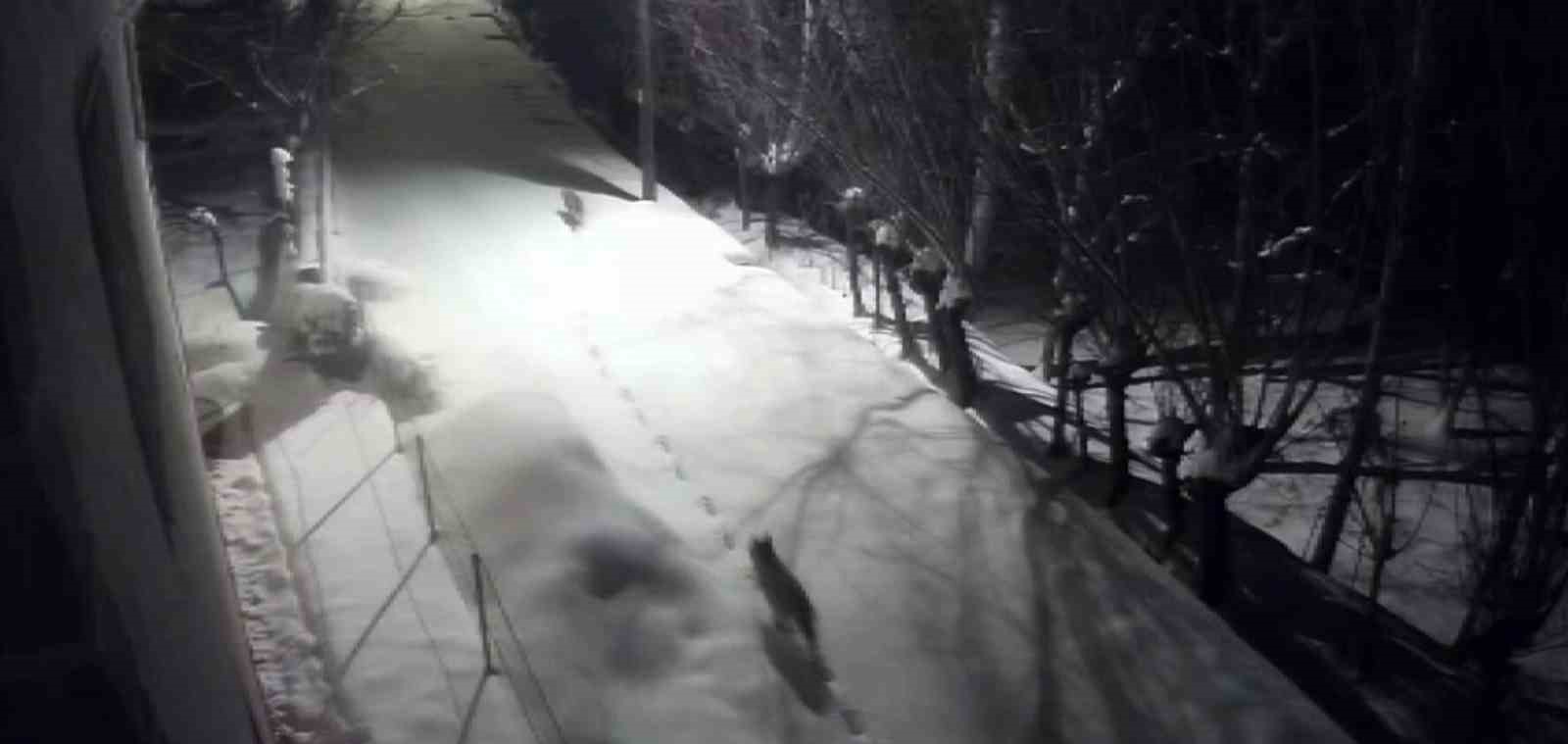 Gürün’de Kurt İstilası: Mahalleye İnen Kurtlar Güvenlik Kamerasında