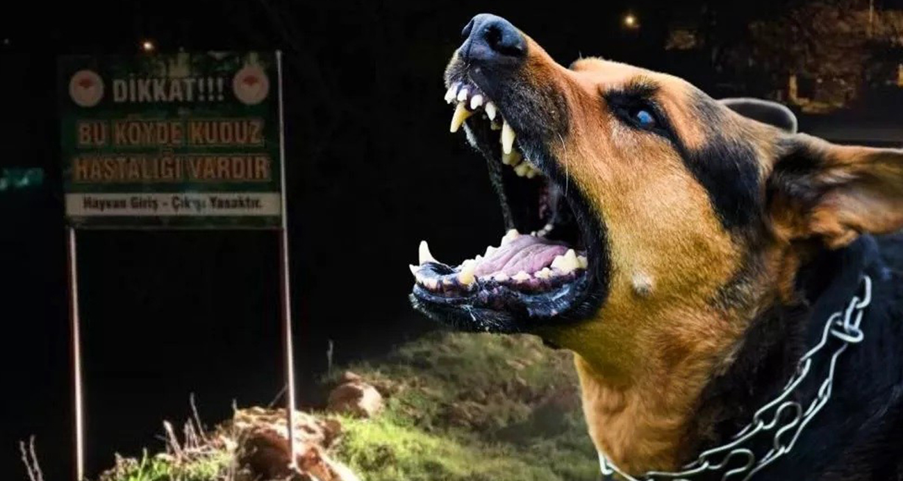 İstanbul Valiliği Kuduz Vakalarıyla İlgili Gerçekleri Açıkladı