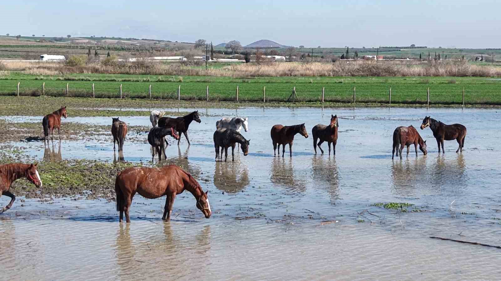 Karacabey’de Yarış Atları Su Baskınıyla Mücadele Ediyor