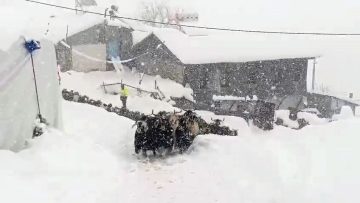 Keçilerin inadı yarım metreyi bulan kara yenilmedi