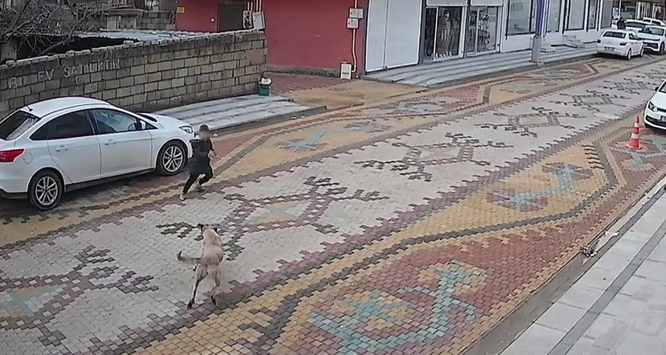 Mardin Mazıdağı’nda Esnaf, Sokak Köpeklerinin Saldırısına Uğrayan Çocuğu Kurtardı