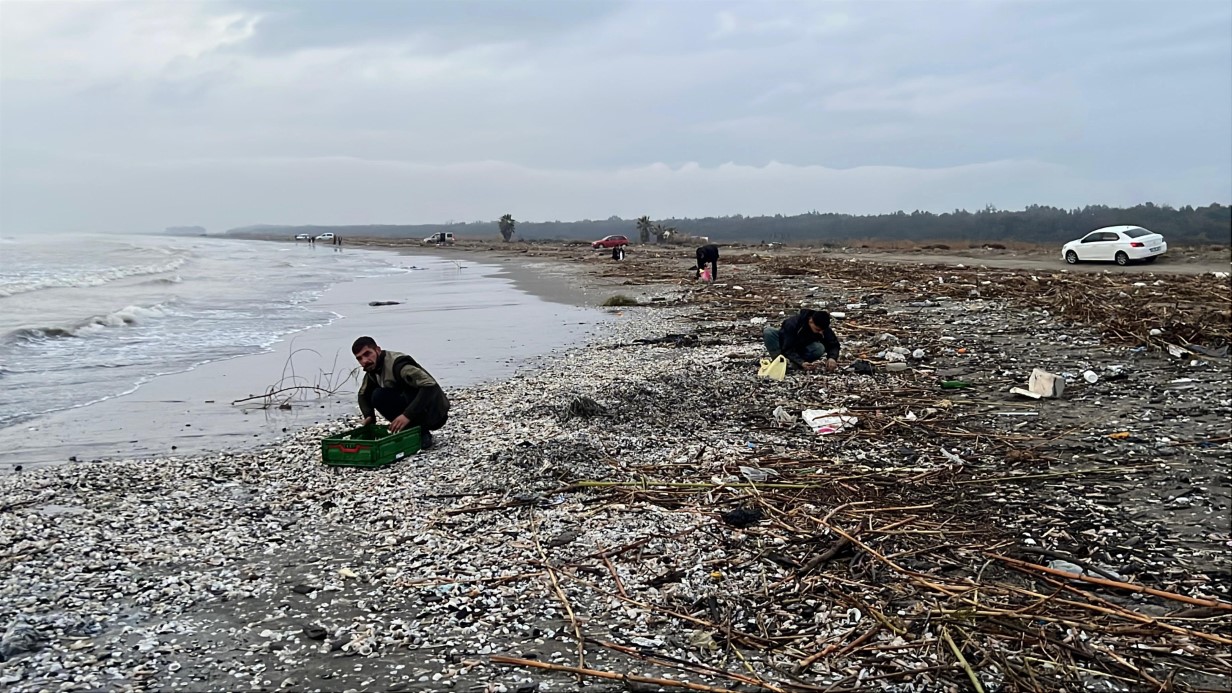 Mersin’de Fırtına Sonrası Sahile Vuran Kargı Midyeleri Balıkçılar Tarafından Toplandı