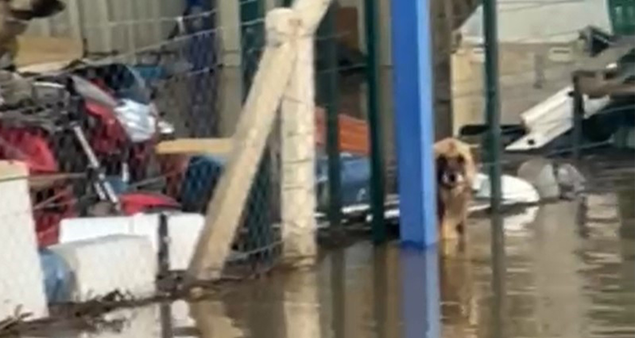 Sel Felaketinde Mahsur Kalan Köpeklerin Dramı