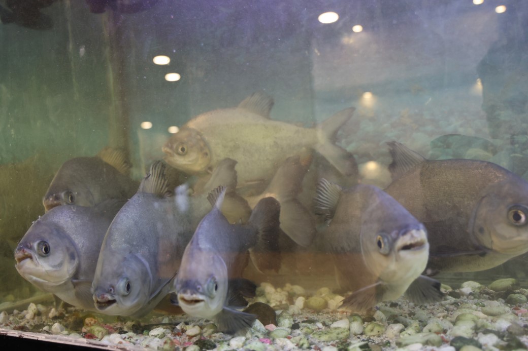 Sivas’ta 12 Yıldır Kelle Paçayla Beslenen 8 Pirana Balığı