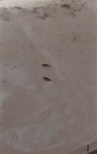 Sivas’ta Aşırı Kar Yağışı Sonucu Yabani Hayvanlar Yerleşim Alanlarına İniyor