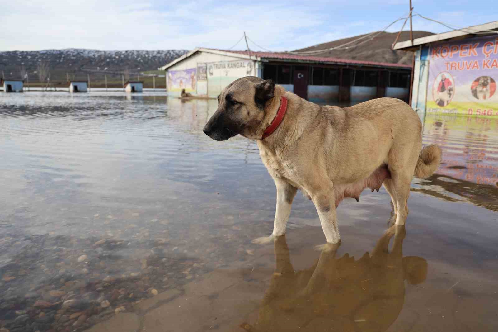 Sivas’ta Kangal Köpekleri Su Baskınıyla Mücadele Ediyor