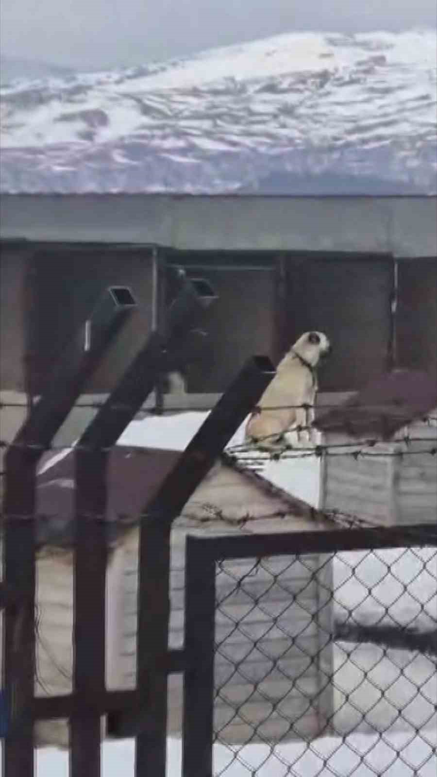 Sivas’ta Kangal Köpeklerinden Doğal Afet Uyarısı: Erzincan Depremi Öncesi Tepki Gösterdiler