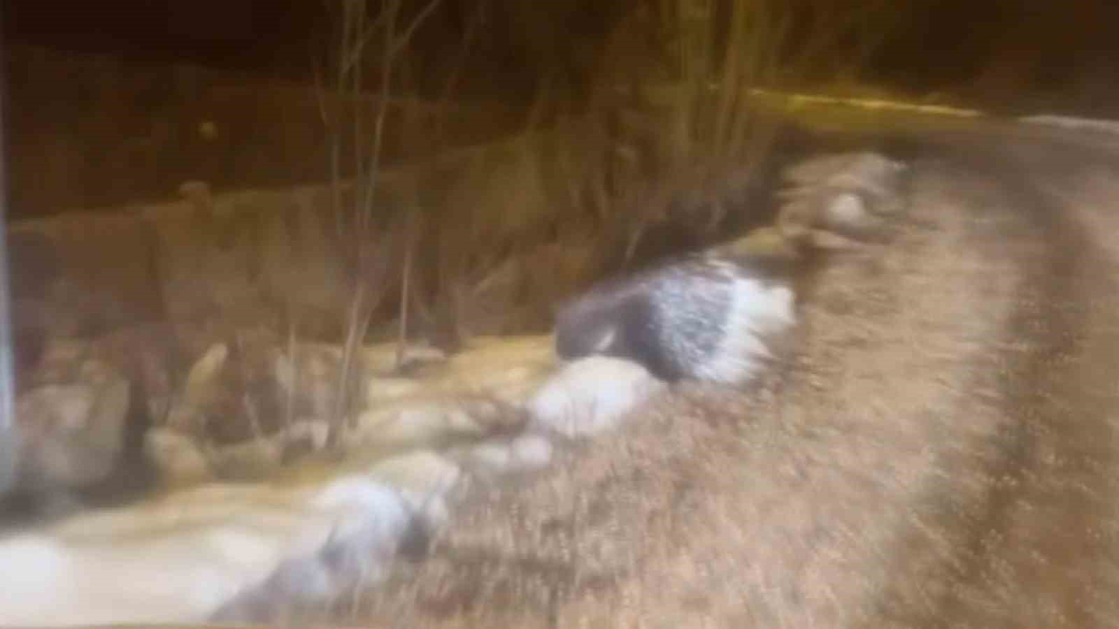 Sivas’ta Nadiren Görülen Hint Oklu Kirpisi Görüntülendi