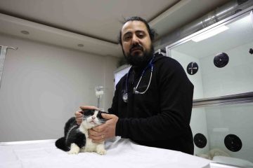 Sivas’ta Yangından Kurtulan Kedilere Veteriner Şefkati