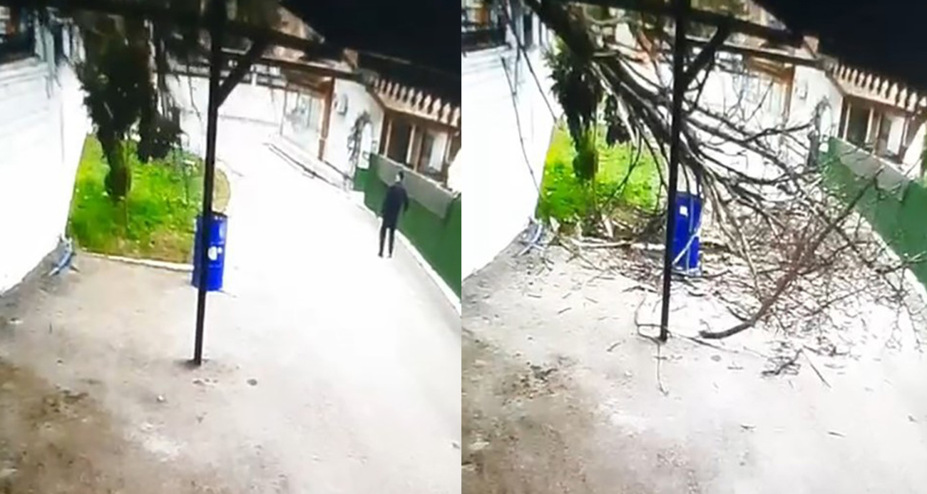 Tokat’ta Fırtına Nedeniyle Devrilen Ağaç, Yoldan Geçen Vatandaşı Tehdit Etti