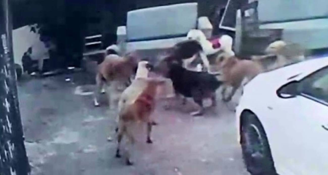 Adana’da Başıboş Köpekler Ev Kedisini Öldürdü