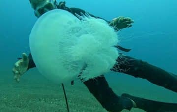 Antalya Körfezi’nde Denizanaları Balıkçıların Ağlarına Doluyor