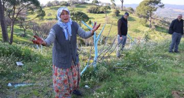 Aydın Koçarlı’da Gecelik Ağaç Katliamı: Yüzlerce Zeytin ve İncir Ağacı Kesildi