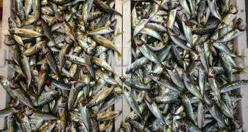 Bayram Arifesinde Balık Tezgahlarında Bereket