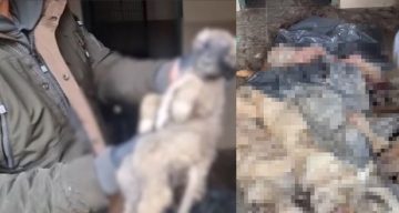 Bozüyük’te Hayvan Barınağında Şok Edici Gelişmeler