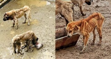 Bozüyük’teki Barınakta Açlık Nedeniyle Köpeklerin Birbirini Yediği İddia Edildi