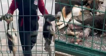 Bucak Belediyesi Hayvan Bakımevinde Şok Edici Görüntüler
