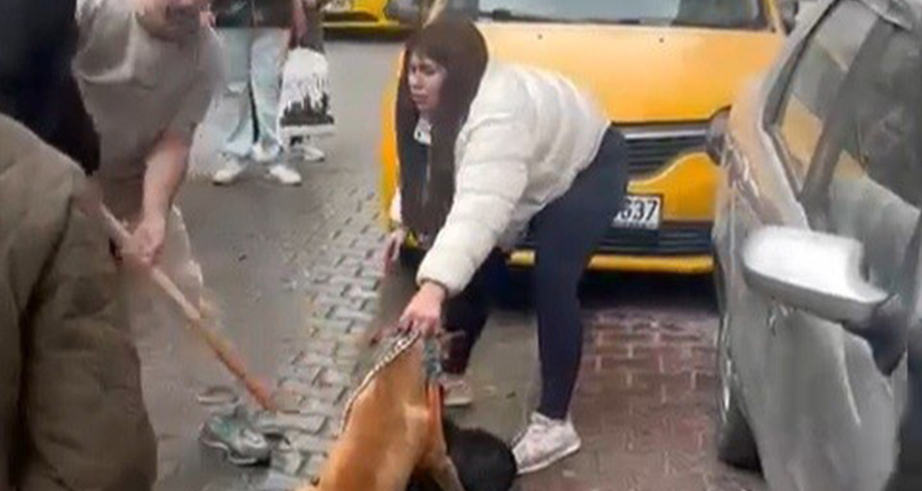 Çorlu’da Pitbull Saldırısı Gerilimi Artırdı: Sahibinin Tavrı Olayı Büyüttü