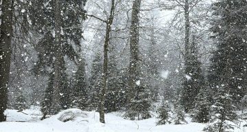 Düzce’nin Yüksek Kesimlerinde Kar Sevinci: Kar Kalınlığı 1 Metreyi Aştı