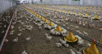 Elazığlı Çiftçi Devlet Desteğiyle Tavuk Çiftliği Kurdu